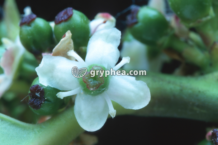 Houx (Ilex aquifolium) - Fleur - gryphea.com